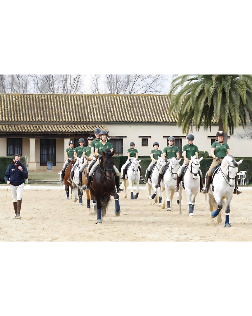 Potro de Pura Raza Española en Yeguada Torreluna